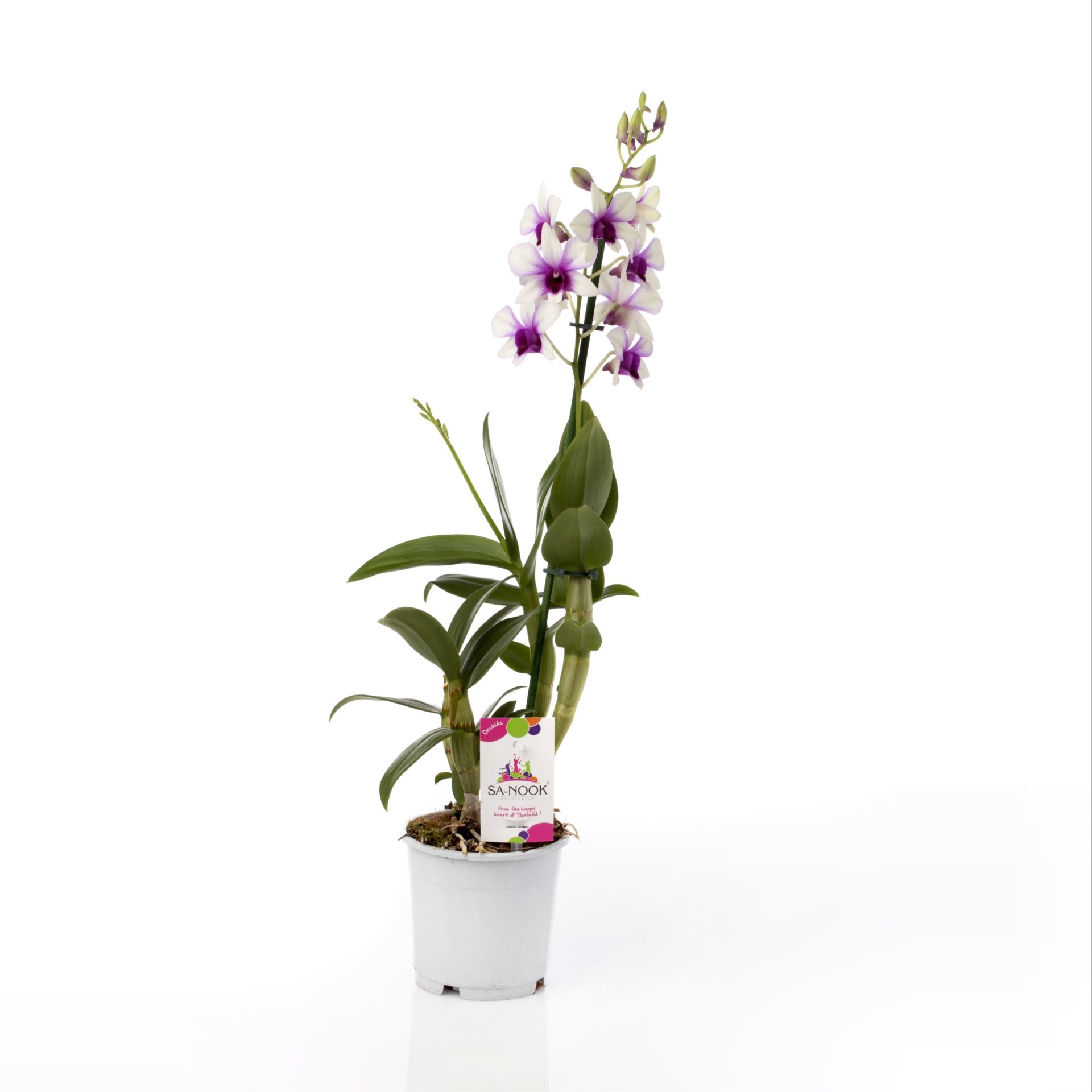 Dendrobium sa-nook polar fire 1 Dendrobium sa-nook polar fire