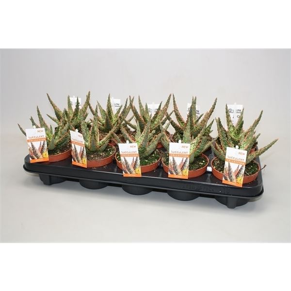 Aloe dannyz