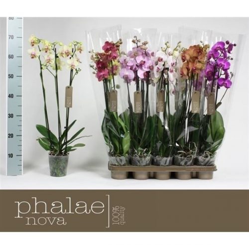 Phalaenopsis mix
