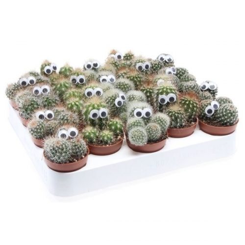 Cactus mix decoratie oogje cd5011