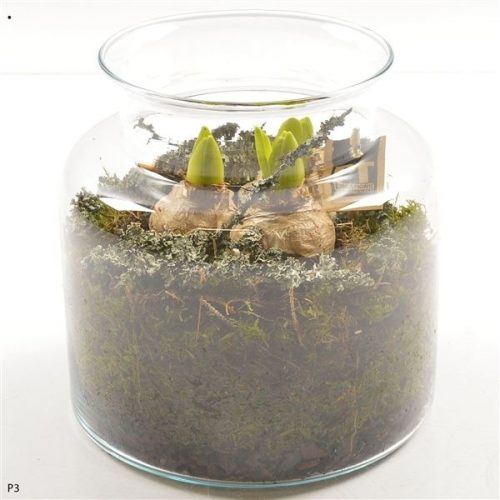 Pthcg 5875	-	3	-	Adet