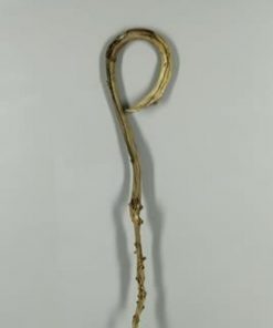 Stem Banana Stick Natural - Decoratiemateriaal (h%)