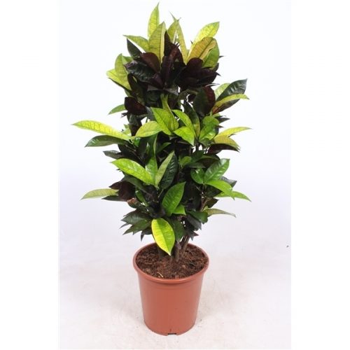 Codiaeum variegatum mrs iceton