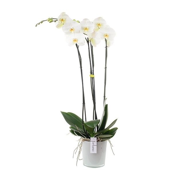 Phalaenopsis fortuno fmelk