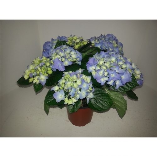 Hydrangea macr. blauw
