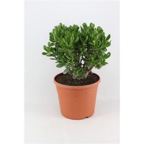 Crassula ovata