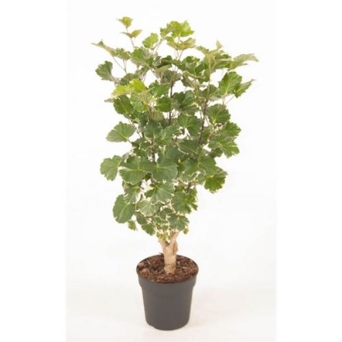 Polycias scutellaria balfourii