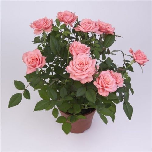Rosa sweet star