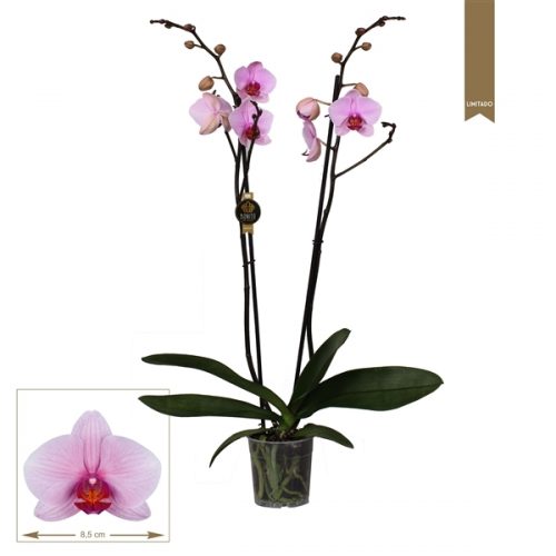 Phalaenopsis washington