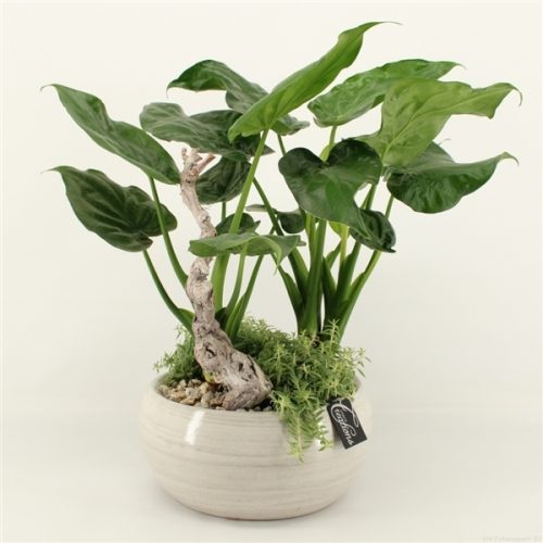 Grcr-2026 green creations	-	2	-	Adet