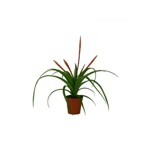 Tillandsia flabelata