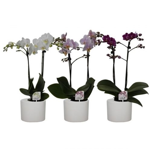 Phalaenopsis multiflora kolibri mix 12680