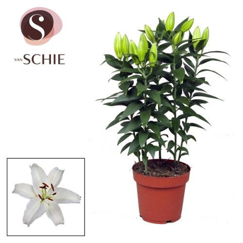 Lilium oriental wit helvetia