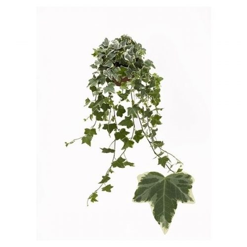 Hedera helix eva