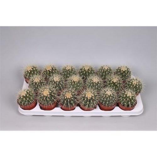 Echinocactus grusonii