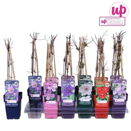 Clematis mix laag value