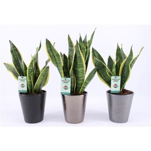 Sansevieria trifasciata futura superba