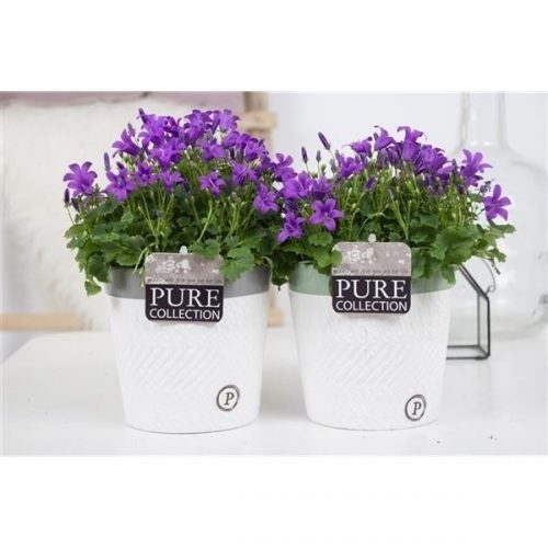 Campanula porto ll pure valerie