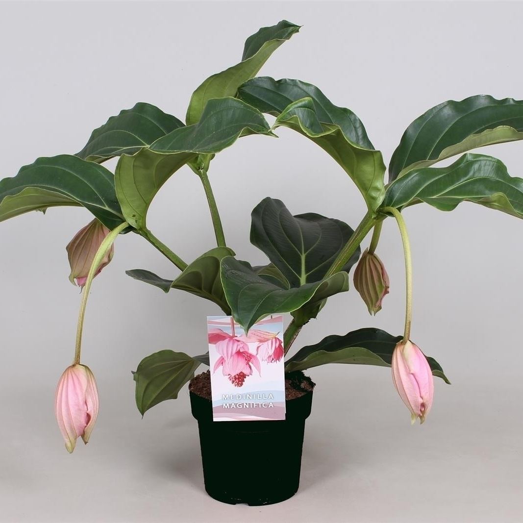 Medinilla magnifica 1 Medinilla magnifica