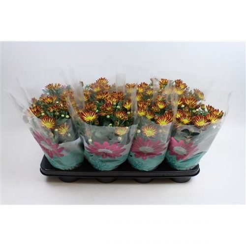 Chrysanthemum ind. rainbow vulcano