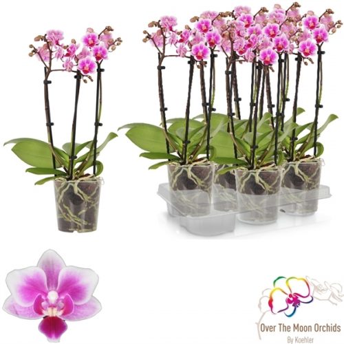 Phalaenopsis multiflora pixie