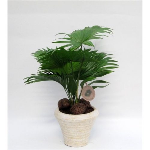 Livistonia rotundifolia