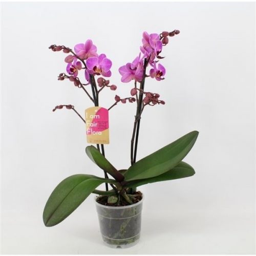 Phalaenopsis multiflora perceval
