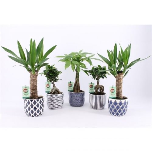 Kamerplanten jungle mix