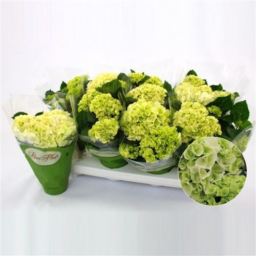 Hydrangea macr. schneeball