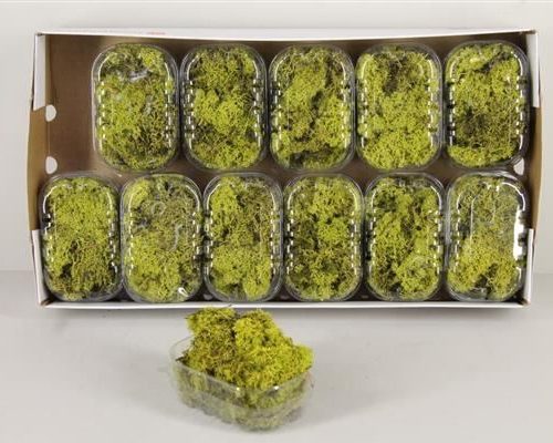 Moss icelandic light green box - Moss icelandic light green box