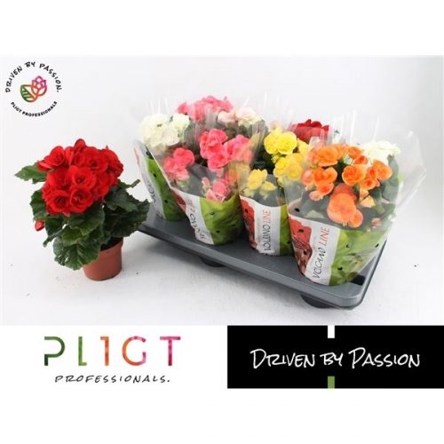 Begonia elatior du. mix volcano deluxe