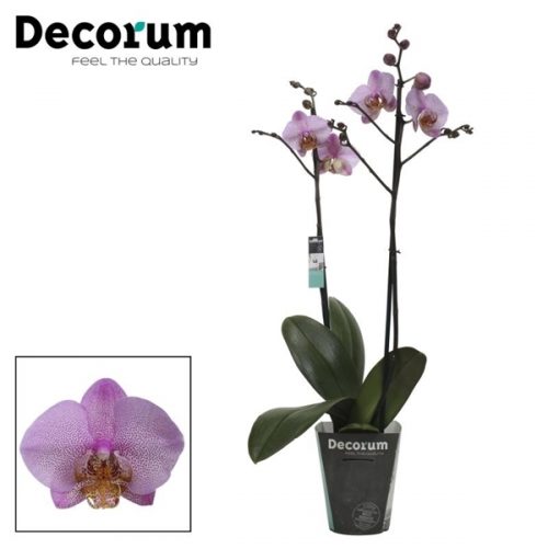 Phalaenopsis manhattan	phal. manhattan - 2 spike 12cm	-	4	-	Adet