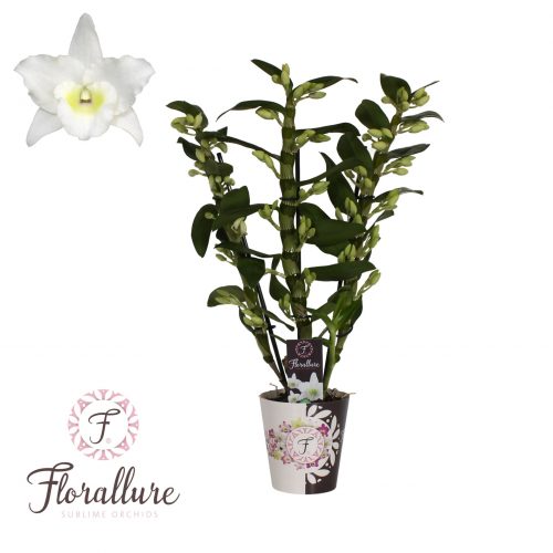 Dendrobium nobile star class apollo