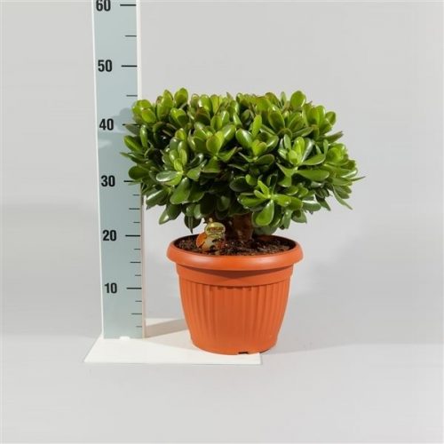 Crassula magical tree