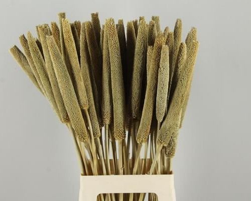 Stick Pine Cone Natural Large - Dennenappel h%