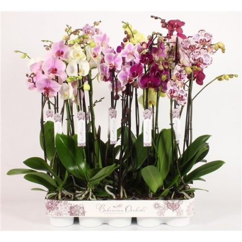 Phalaenopsis mix bohemian