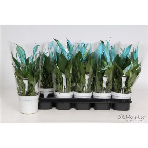 Spathiphyllum bellini
