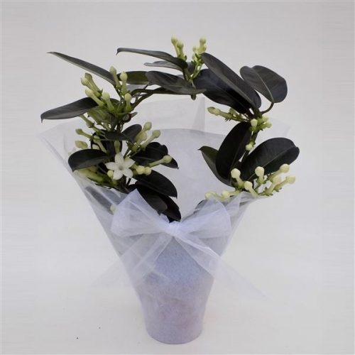 Stephanotis floribunda fleur parfum