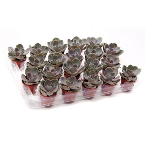 Echeveria perle von nurnberg pearl505