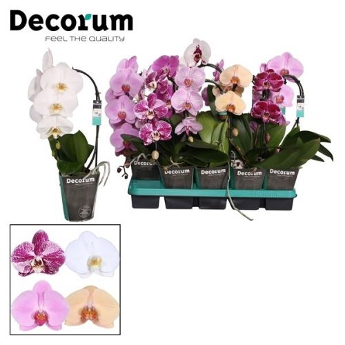 Phalaenopsis mix cascade	 1 tak 6+ 45cm	-	5	-	Adet