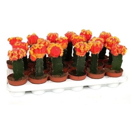 Gymnocalycium mihanovichii geent oranje eg18o