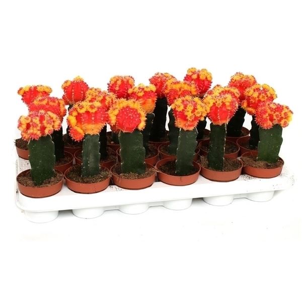 Gymnocalycium mihanovichii geent oranje eg18o 1 Gymnocalycium mihanovichii geent oranje eg18o