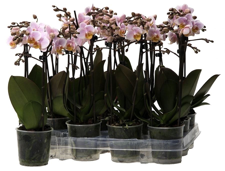 Phalaenopsis multiflora kolibri roze 1 Phalaenopsis multiflora kolibri roze