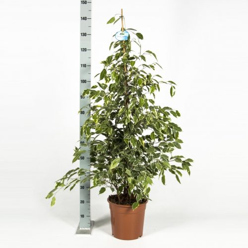 Ficus benjamina golden king