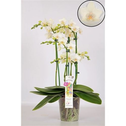 Phalaenopsis multiflora wit