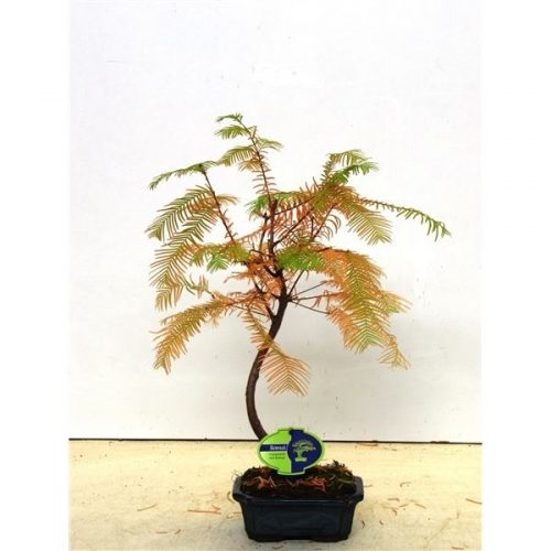 Metasequoia 15 cm shape