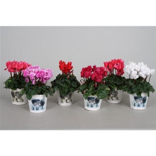 Cyclamen ss macro pastel mix