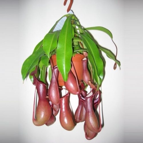 Nepenthes alata monkey jars