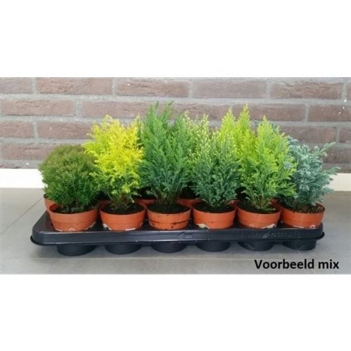 Coniferen mix