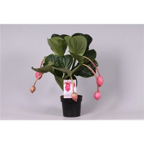 Medinilla magnifica flamenco